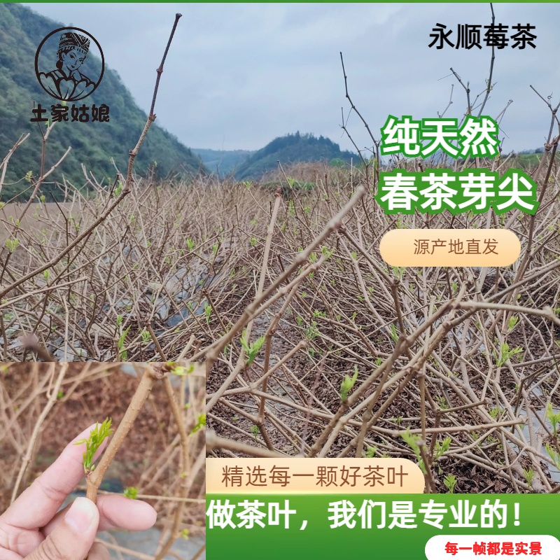 莓茶张家界特级野生永顺正品芽尖莓茶官方旗舰店恩施藤茶霉茶梅茶 - 图0