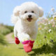 Baipetdao dog waterproof and non-slip outdoor shoes and socks