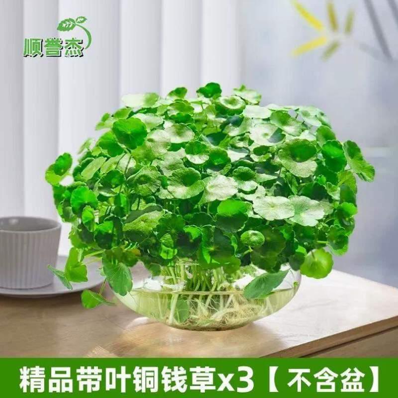 水仙GUZ3174房间客厅花器绿栽植家庭金钱草青花水净化花卉养常家-图3