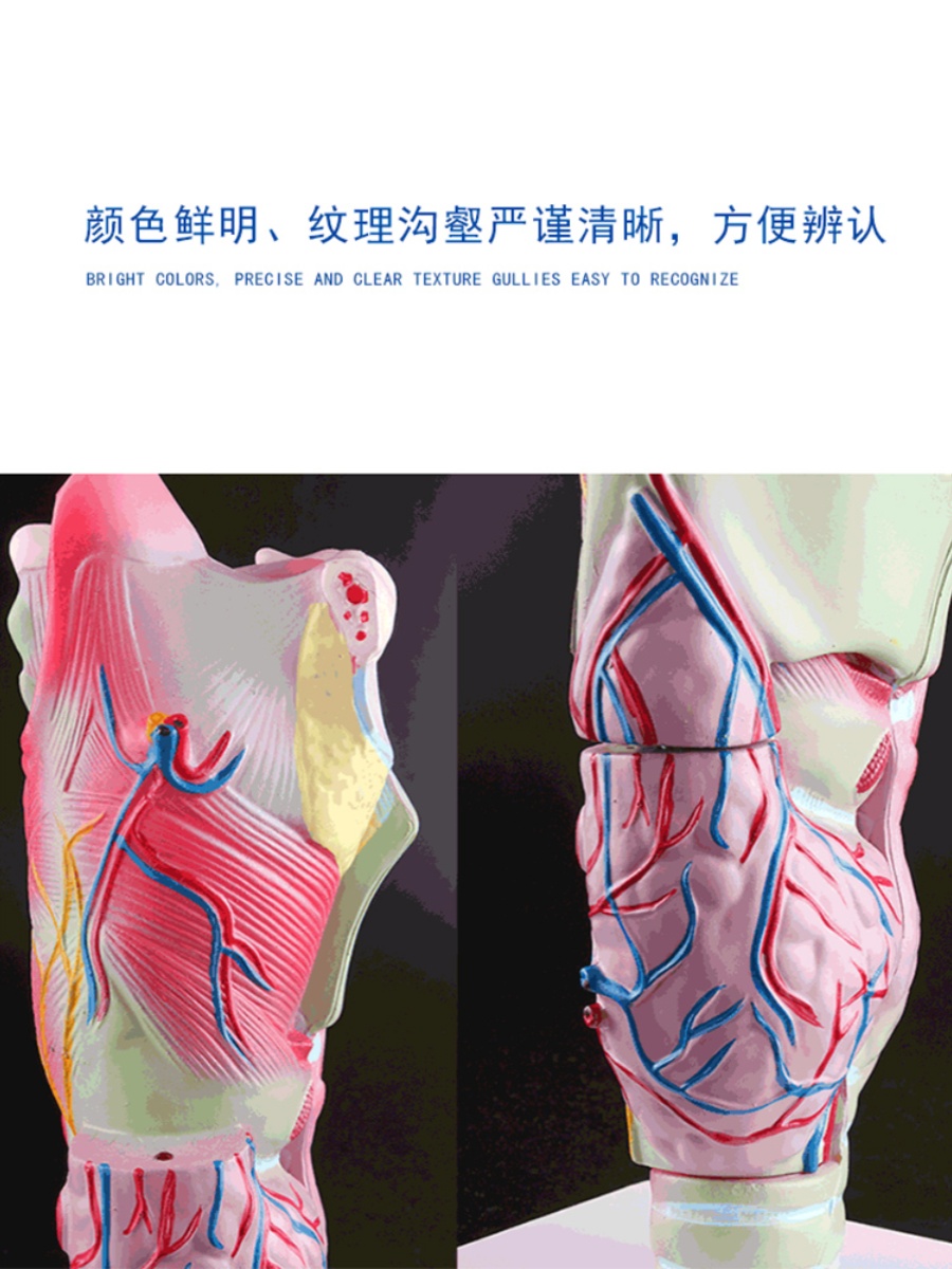 喉解剖模型人体喉解剖喉头放大呼吸道发音器官生物耳鼻喉科喉-图2