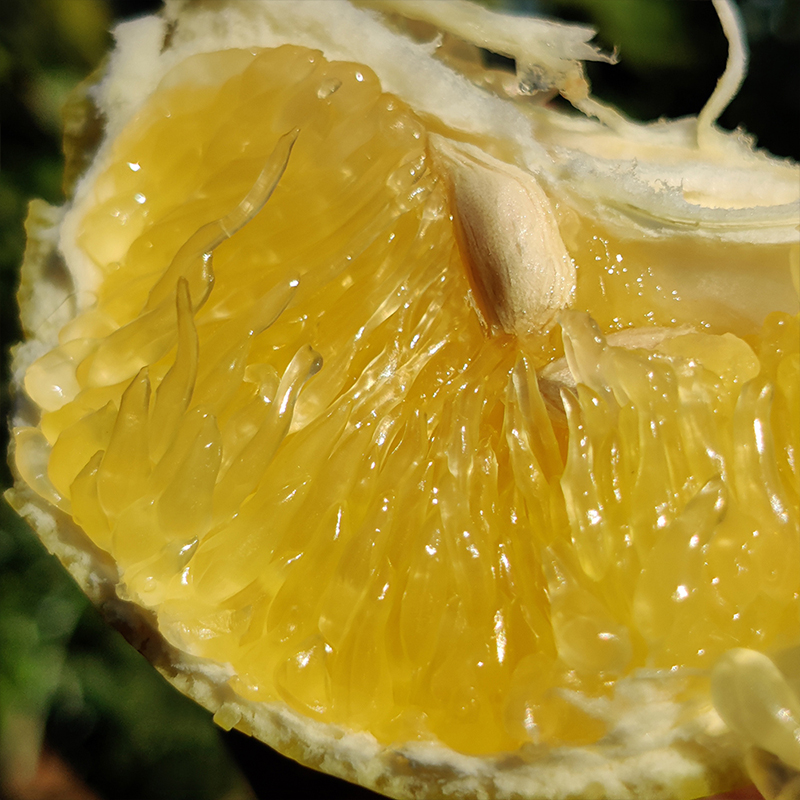 都乐 dole 黄金爆汁葡萄柚1KG 2-4粒 新鲜当季水果