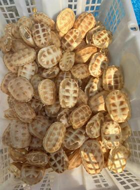 乌龟壳真甲壳摇爻卦天然完整文玩龟甲起卦草龟手把件摆件