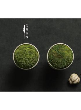 天青苔绿 陶瓷永生苔藓精致青苔摆件 样板间酒店会所茶室桌面饰品