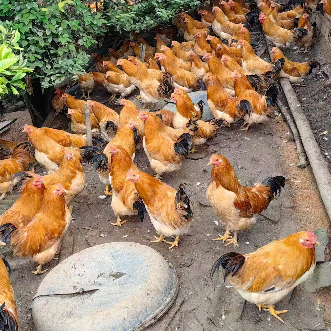 广西岑溪古典三黄鸡阉鸡扇鸡农家散养土鸡跑地鸡新鲜宰杀真空包装,淘宝优惠券,粉丝福利购,淘宝优惠卷