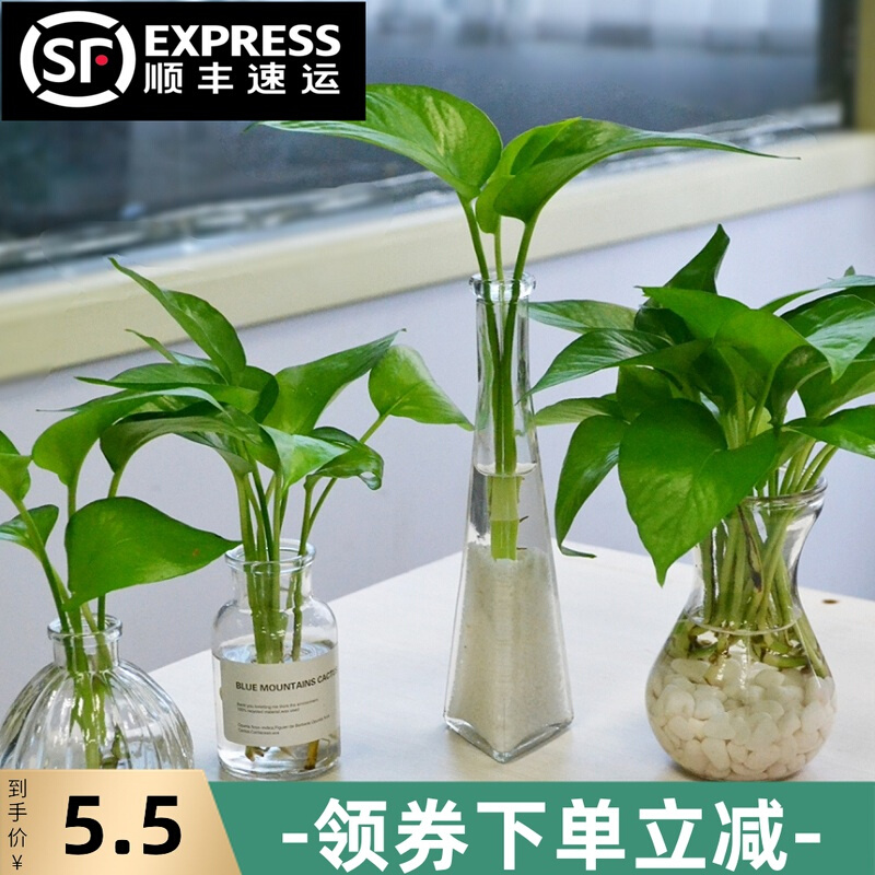 储水绿萝水培玻璃瓶小盆栽长藤吊兰植物室内绿植吸除甲醛净化空气