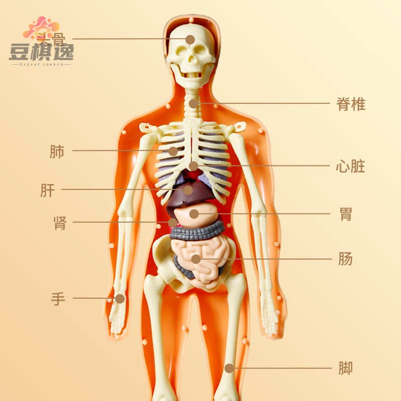 初中生物人体结构骨骼架模型器官脏解剖3d医学可拆卸拼装儿童玩具 - 图1