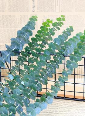 Eucalyptus leaf dry flower bouquet of green plant