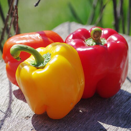 【YIKECAI】红黄彩椒500g 灯笼椒甜辣椒新鲜生吃圆椒沙拉蔬菜食材 - 图0