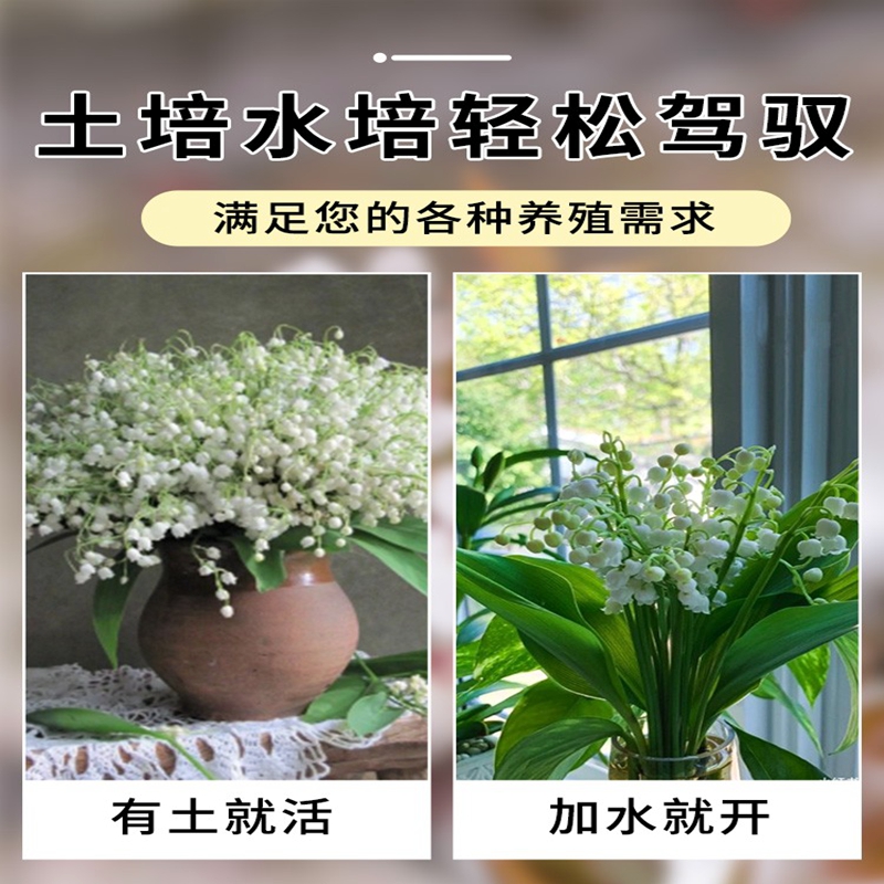 铃绿花苗四季开盆栽植物手捧养带芽种球客M厅办公室内好花花卉兰 - 图1