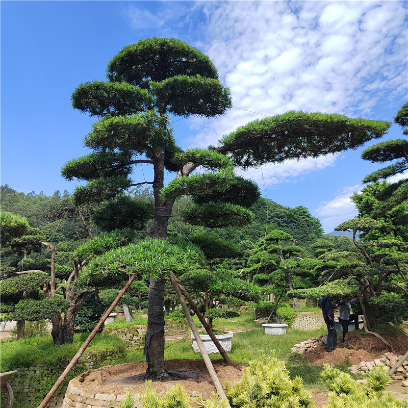 真罗汉松大树迎客松黑松庭院名贵树盆景造型树别墅大型罗汉松矮桩 - 图3