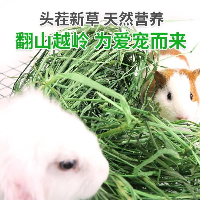 Timothy grass rabbit Dutch pig feed forage grass hay totoro - 图2