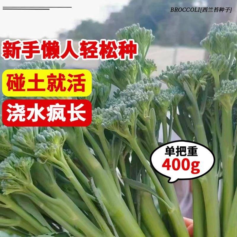 西兰苔种子甜杆西兰花长茎西洋芥兰青花笋耐寒冻农家田园蔬菜种子,淘宝优惠券,粉丝福利购,淘宝优惠卷