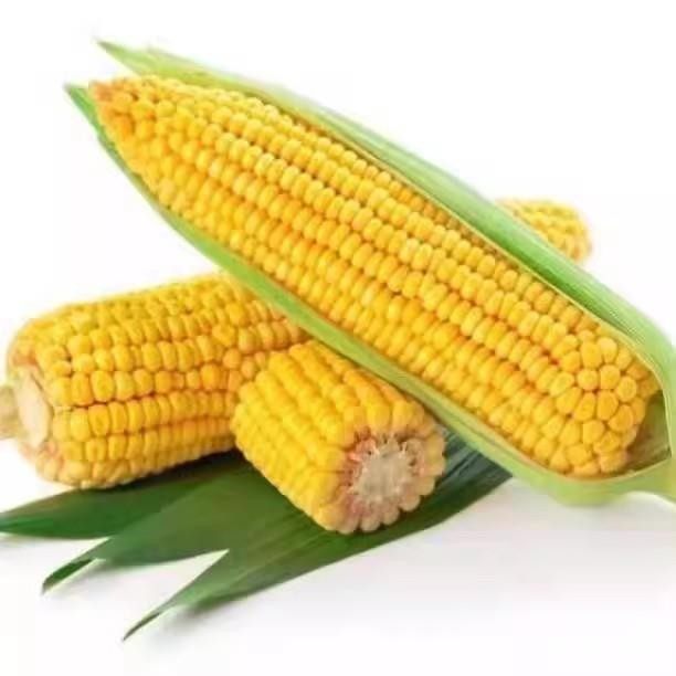 香甜黄糯玉米种子东北高产大棒粘玉米新品四季种植非转基因甜玉米,淘宝优惠券,粉丝福利购,淘宝优惠卷