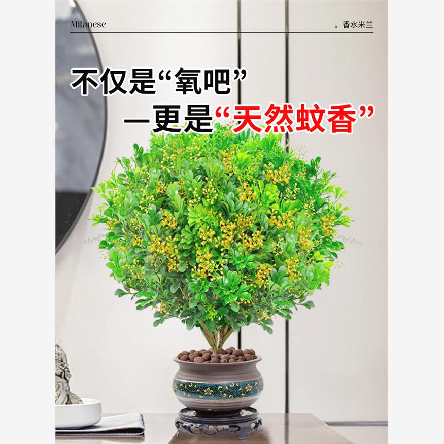 香水米兰花盆栽带花绿植驱蚊植物花卉卧室内四季开老桩茉莉花树苗 - 图1