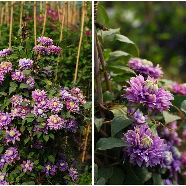 魔法喷泉重瓣铁线莲苗耐热阳台庭院花卉植物盆栽花苗爬藤美景无边