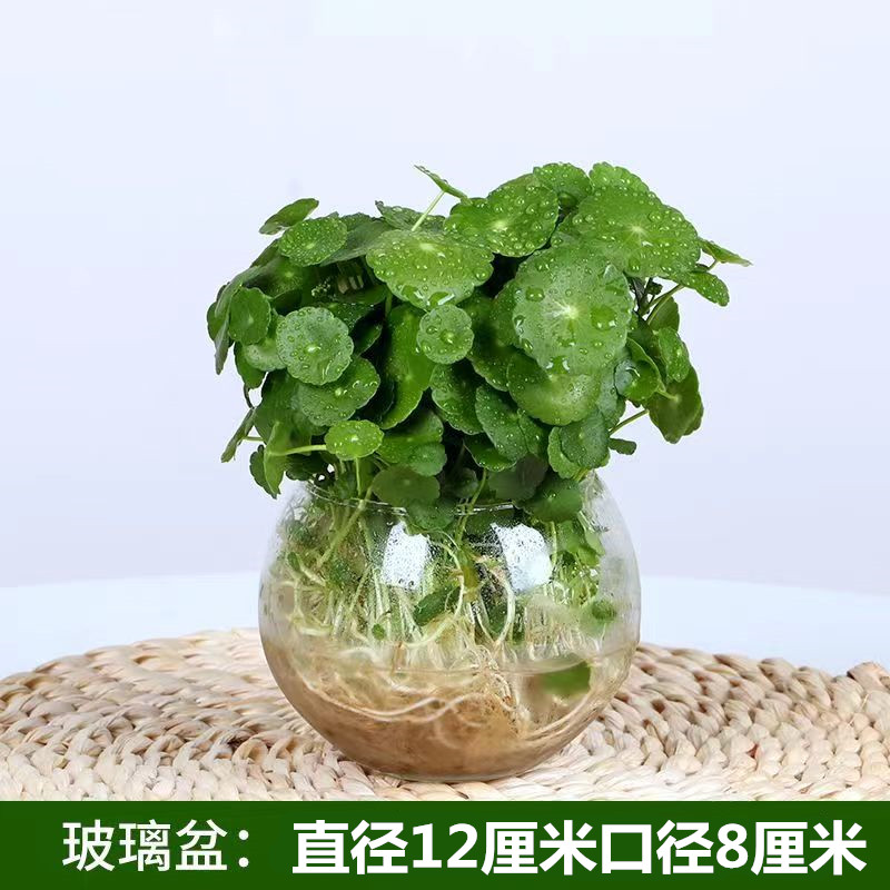 家招财铜钱花器钱草桌面草水YFM9438培物客厅睡植莲带叶水栽花金-图2