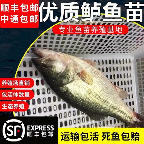 江苏半斤加州鲈鱼苗可食用大口黑鲈路亚凶猛肉食淡水鳜鱼苗养殖小 - 图1