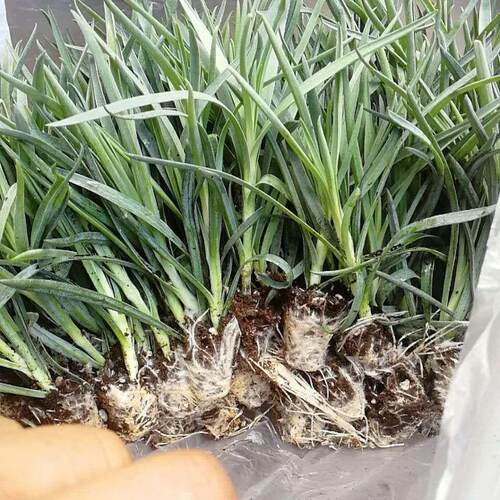 康乃馨花苗高杆切花品种存活高草本多年生花卉植物盆栽地栽颜色齐 - 图3