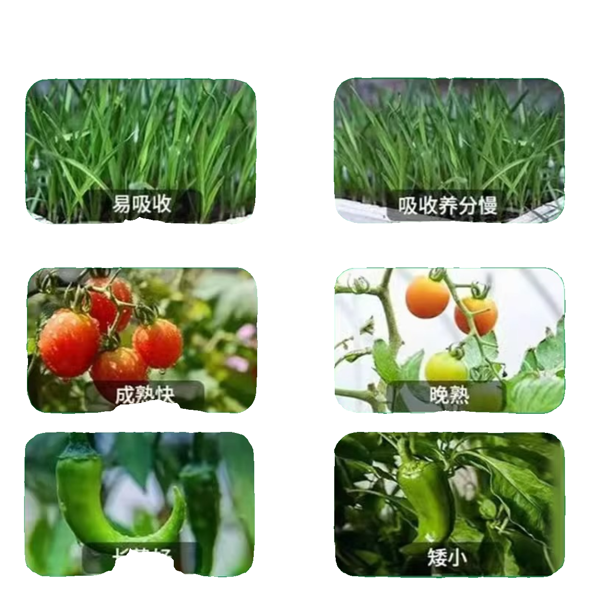 蔬菜专用肥料黄瓜西红柿韭菜白菜萝卜果蔬绿植复合化肥颗粒缓释肥-图3