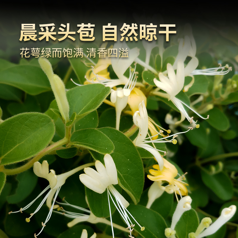 新货精选金银花中药材特级无硫山银花泡茶金银花茶金银花干泡水 - 图0