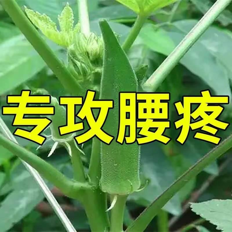 网红【腰痛专攻】腰椎贴腰肌劳损压迫神经腰酸麻腰疼持续性疼痛专 - 图0