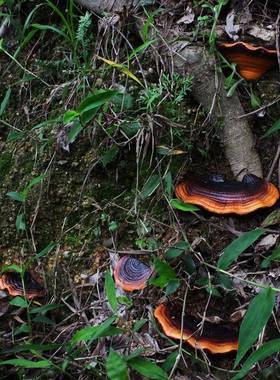 庭院布置彷真灵芝花园装饰品摆件户外阳台别墅蘑菇树挂树脂工艺品