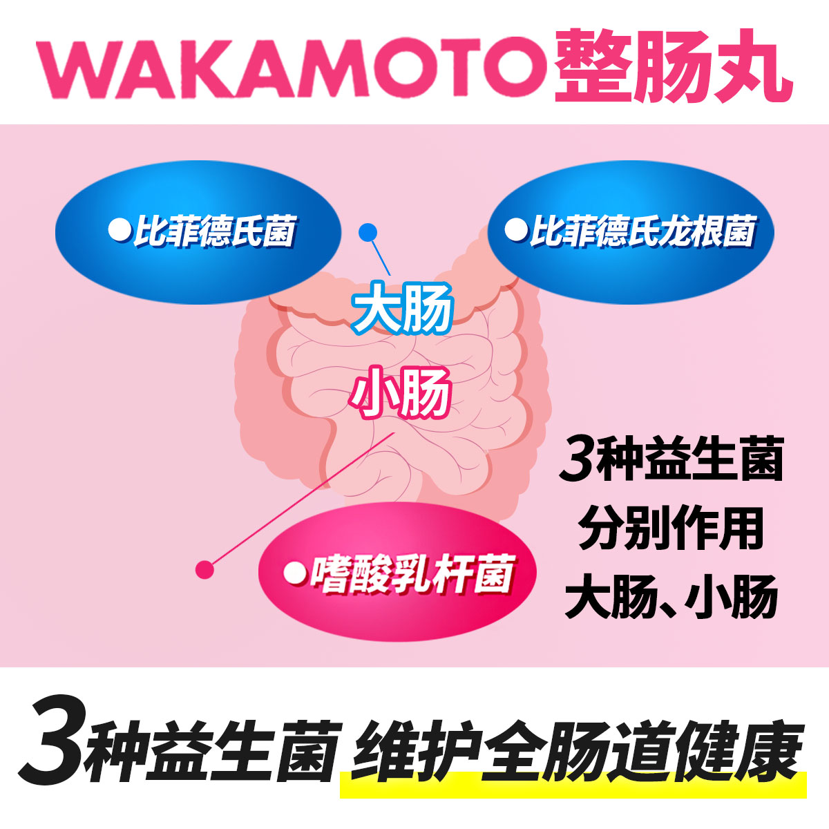 WAKAMOTO整肠丸健胃腹部胀气消化不良益生菌240粒/瓶