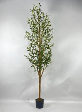 新款橄榄树盆栽落地大型家居装饰绿植盆栽橄榄树拆装