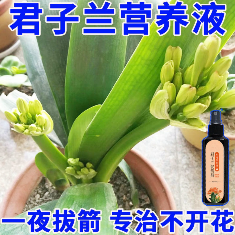 君子兰营养液专用肥急救叶子发黄烂叶烂根促箭剂催花免稀释液体肥,淘宝优惠券,粉丝福利购,淘宝优惠卷