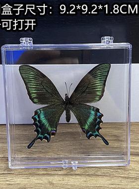 真昆虫蝴蝶标本亚克力盒装摆件高透明度幼儿教学科普教材