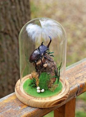 生态甲虫独角仙标本艺术玻璃罩昆虫微景观桌面展示框摆件手工礼物