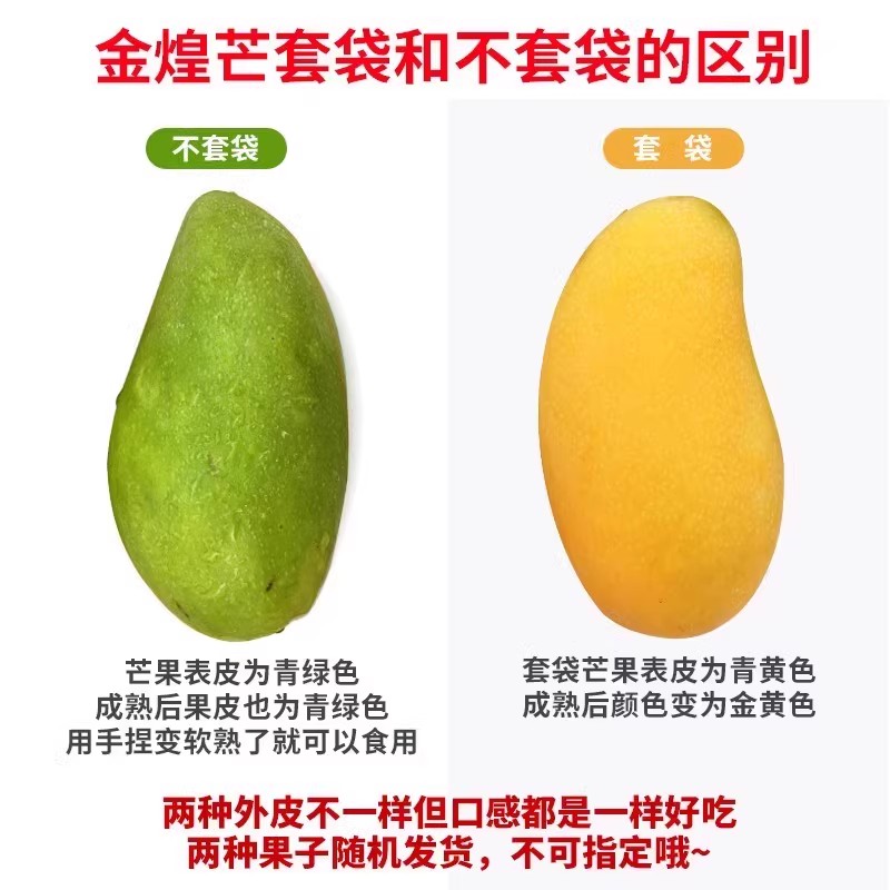 金煌芒果10斤新鲜热带孕妇水果应当季水仙芒甜心芒果海南特产整箱 - 图3