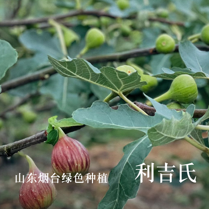 利吉氏无花果干无糖无添加孕妇健康零食即食烘干天然青皮 - 图3