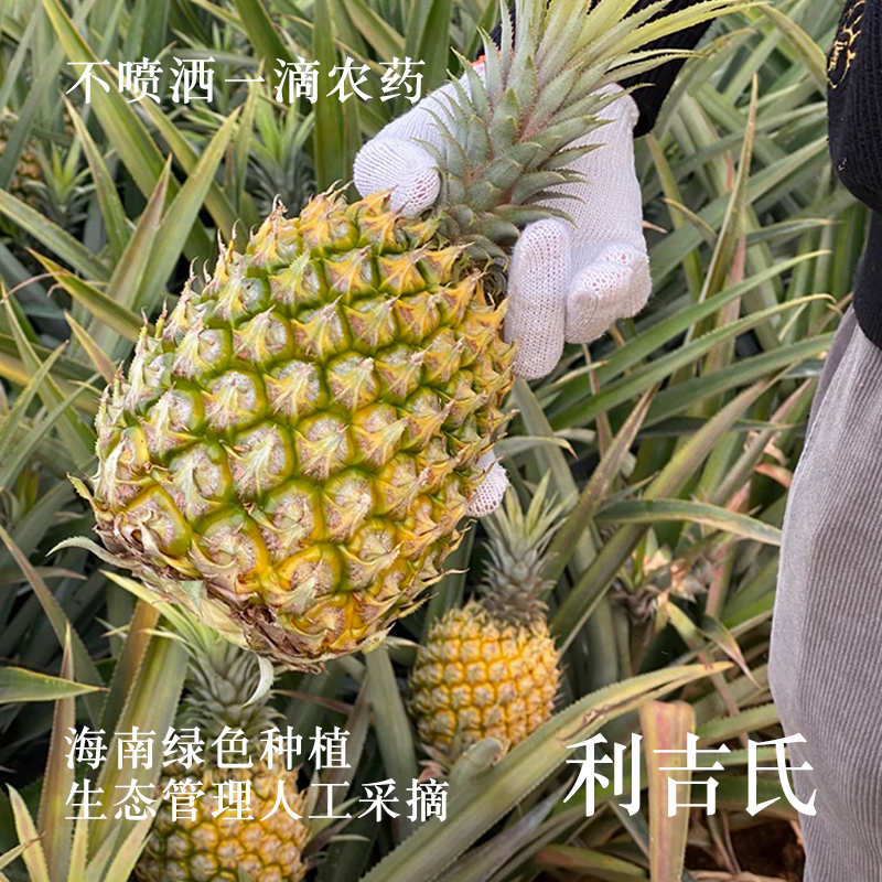 利吉氏凤梨干无添加不加糖办公零食果脯烘干金钻凤梨水果干菠萝干 - 图0