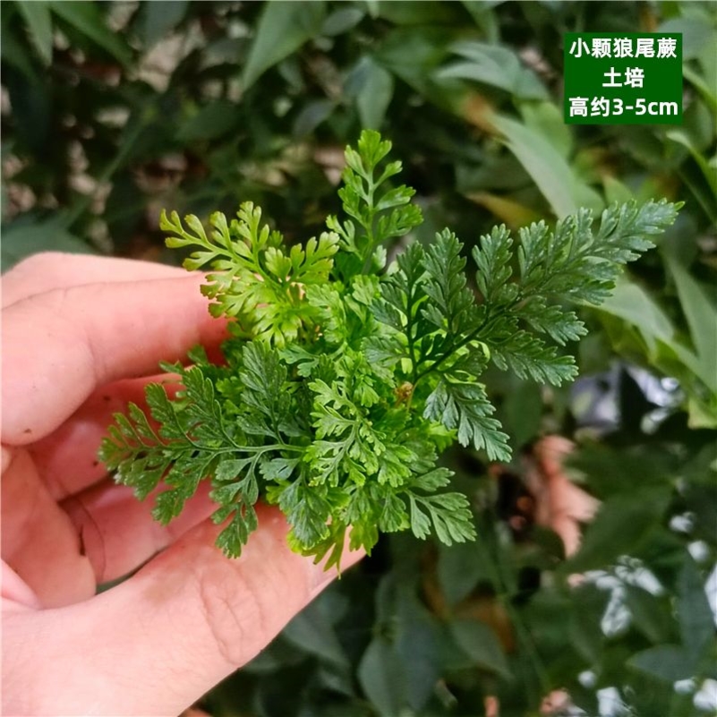 古法鱼缸网纹草迷你盆栽diy苔藓植物水陆缸造景鲜活蕨类绿植大全-图3