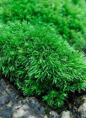 鲜活苔藓短绒藓白发藓朵朵藓大灰藓小灰藓青苔盆景假山水陆缸植物