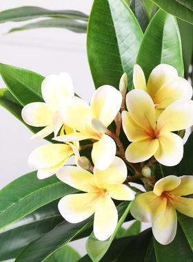 仿真鸡蛋花树大型庭院造景假树装饰民宿植物盆栽摆设摆件花树