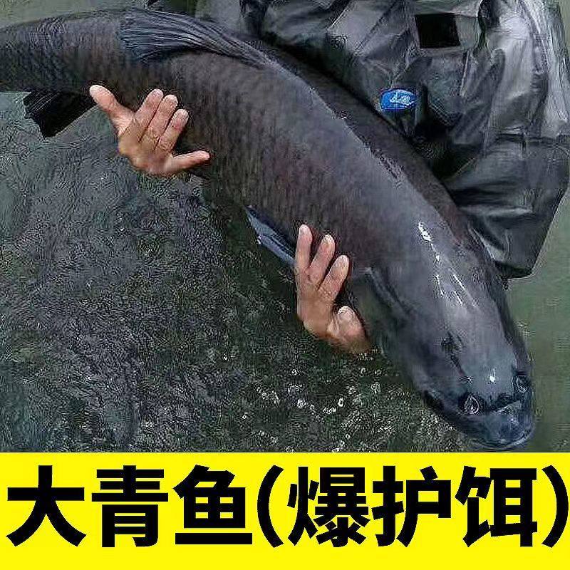 青鱼饵料【比螺丝强】青鱼乌青螺圳青青皖乌储专用饵料鱼诱食剂,淘宝优惠券,粉丝福利购,淘宝优惠卷