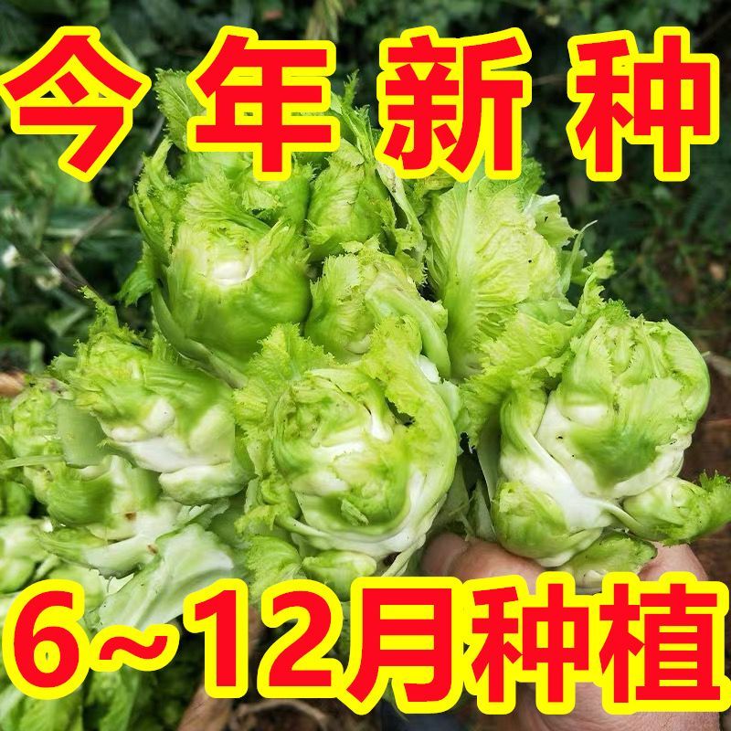 【今年新种】儿菜种子四川娃娃菜抱子芥菜秋季蔬菜种子早熟正宗 - 图3