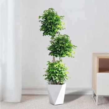 Happy Tree ພືດຂະຫນາດໃຫຍ່ potted Indoor Green Plant Room Living Balcony Desk Purify Air Four Seasons Evergreen Green Treasure