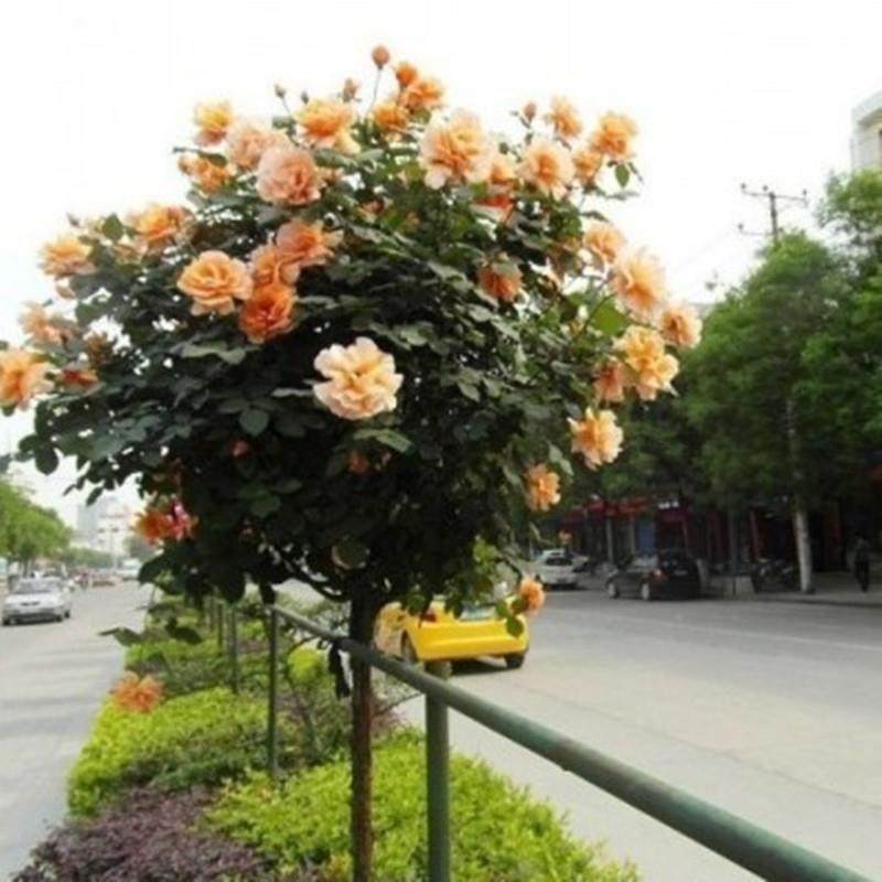 庭院盆栽树状月季花地栽树桩树形月季花国月大花月季当年开花包,淘宝优惠券,粉丝福利购,淘宝优惠卷
