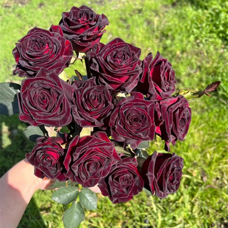 黑巴克玫瑰月季花大苗丝绒质感强暗红色四季开阳台庭院花卉绿植物 - 图1