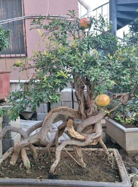 好货紫玉石榴盆景栽提根石榴微盆景石榴型石榴盆树小老桩桩矮霸盆