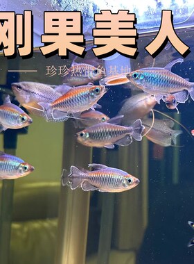 刚果美人热带观赏鱼电光美人石美人淡水草缸群游鱼扯旗鱼新手活体