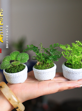 苔藓微景观室内蕨类植物超迷你小盆栽桌面绿植摆件办公室狼尾蕨