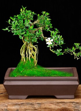 精品紫砂花盆小号长方形桌面老桩绿植盆景盆多肉植物文竹专用特价