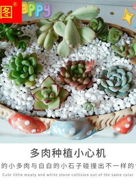 多肉花盆砂石造景小白石沙子七彩色彩石0.3-0.6cm装饰铺面小石头
