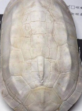 甲骨文龟壳雕刻天然真乌龟壳专用龟甲骨学生描绘涂色脱皮文教NUWL