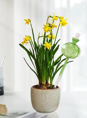 创意渐变彩色玻璃仙人掌浇花器 自动浇花器 懒人神器 工厂