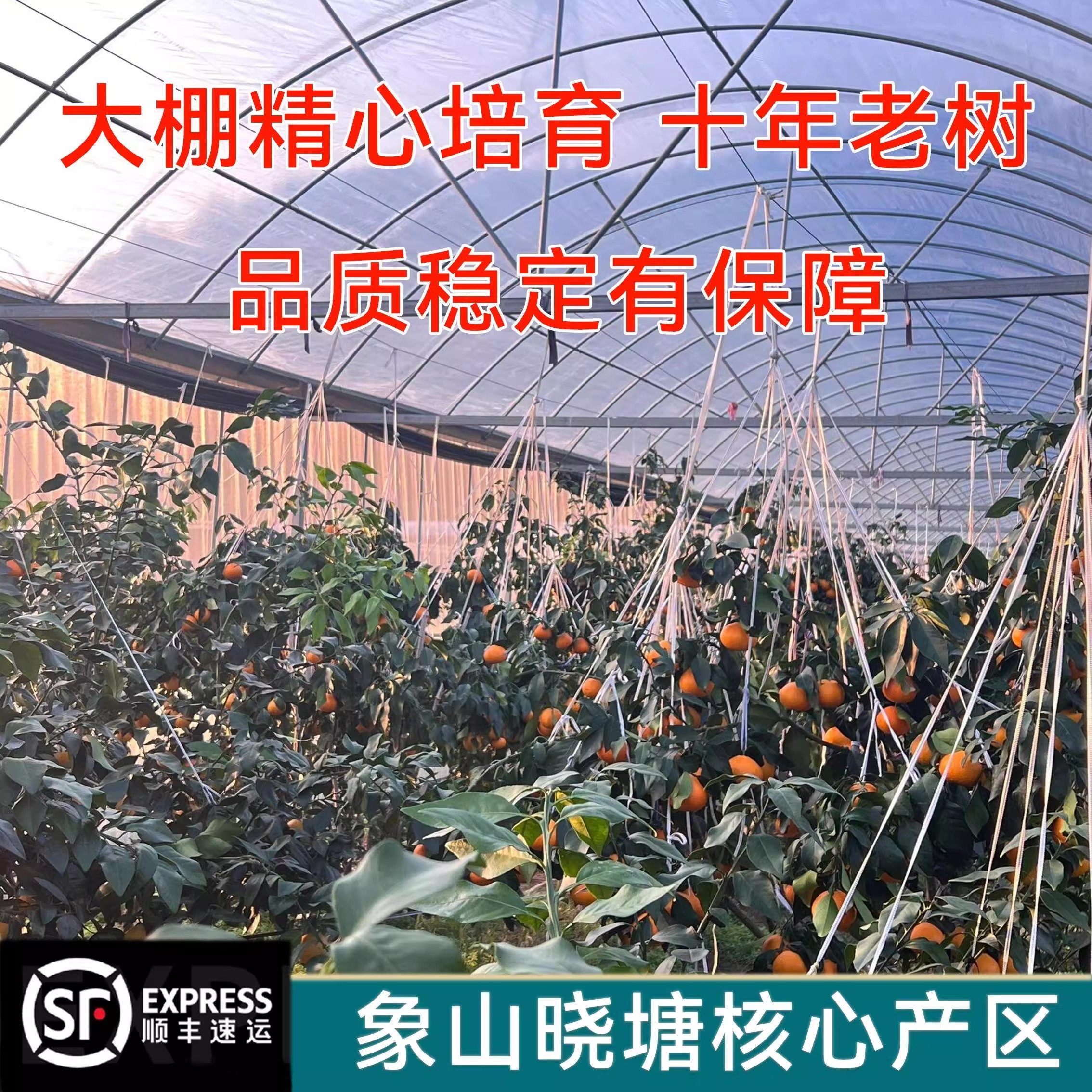 正宗象山红美人柑橘新鲜水果桔子爱媛28号果冻橙子礼盒装顺丰包邮,淘宝优惠券,粉丝福利购,淘宝优惠卷